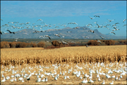 Bosque del Apache Photo